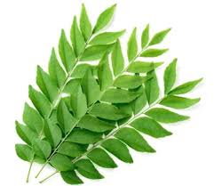 Curry Leaves - With Roots (Kadi Patta) 100 gm