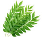 Curry Leaves - With Roots (Kadi Patta) 100 gm