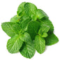 Pudina (MInt) 100 gm