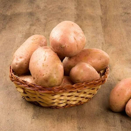 potato red .500